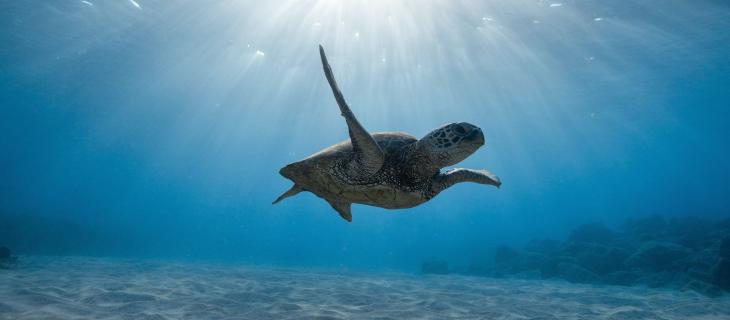 La protezione delle tartarughe marine attraverso la tecnologia 