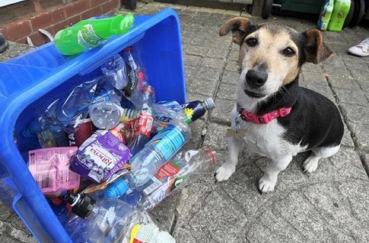 Dal Regno Unito arriva Molly, il cane amante del riciclo 