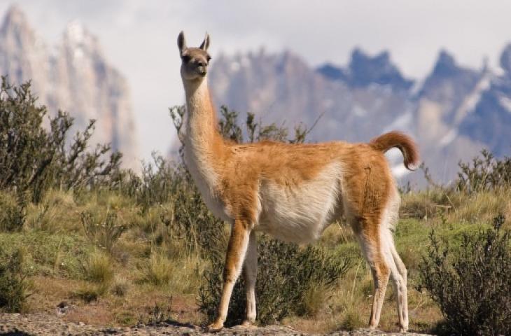 Eco de los Andes, l'acqua emblema delle Ande argentine  