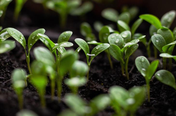 Sustainable gardenings: i giardini sostenibili amici del Pianeta 