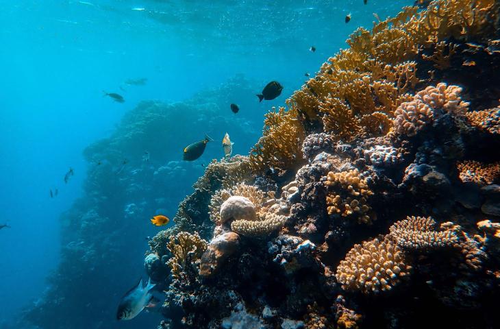 Galàpagos: scoperta una barriera corallina incontaminata