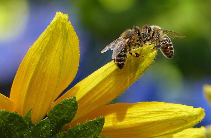 Giornata mondiale delle api: il ruolo degli impollinatori per la biodiversità 