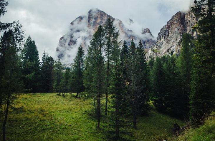 “Life Ursus” e il ritorno degli orsi in Trentino 