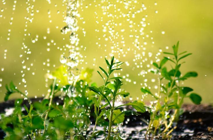 Acqua della pasta per le piante, un vero toccasana