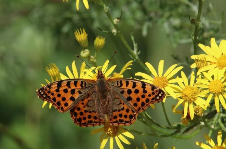 Nature Restoration Law: una legge per la biodiversità