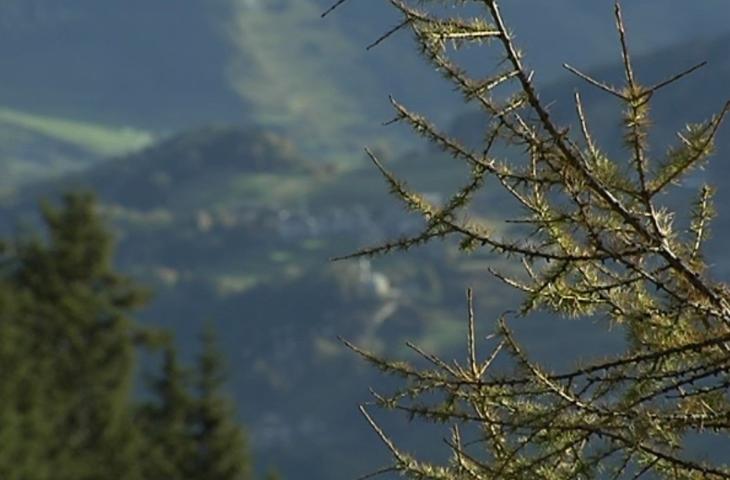 Il ripristino del boschi della Valtellina colpiti dalla tempesta “Vaia”   