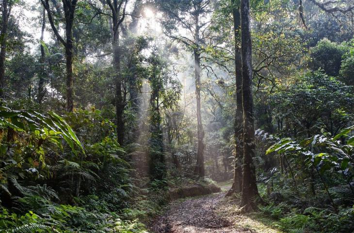 Giornata mondiale delle foreste pluviali, cos’è e perché si celebra
