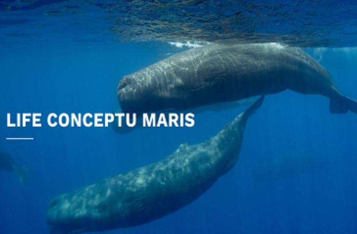 “Life Conceptu Maris” per salvare i giganti del mare
