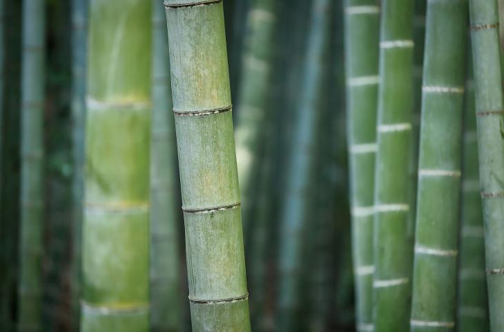 Bambù: la risorsa eco-friendly dai mille usi e benefici