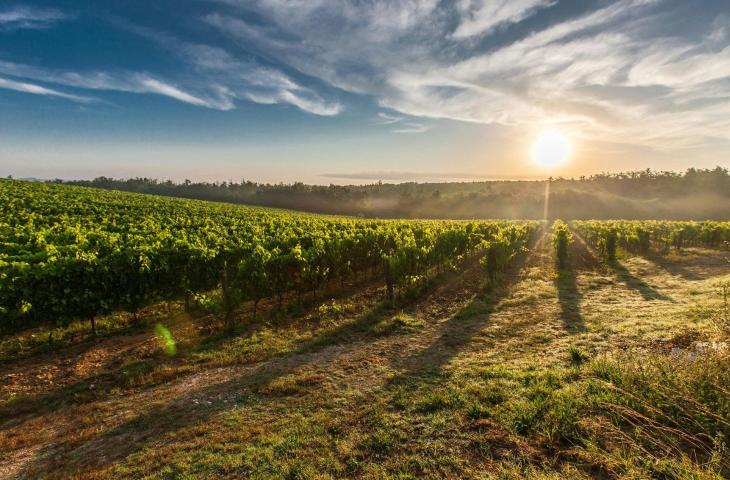La sostenibilità nel mondo del vino