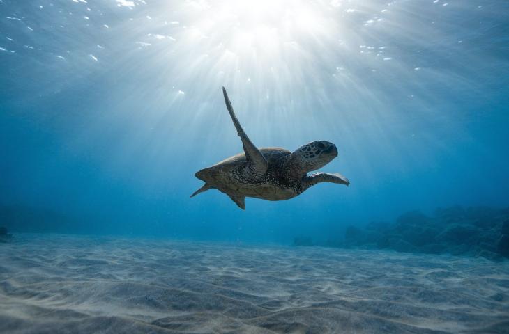 La protezione delle tartarughe marine attraverso la tecnologia 