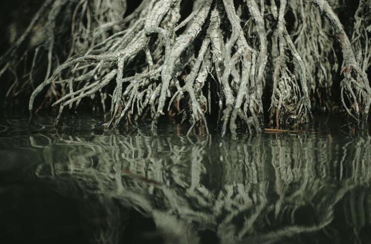 Mangrovie: come possono aiutarci contro il cambiamento climatico