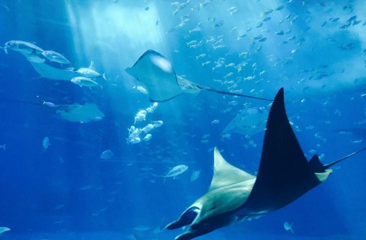 Un quarto delle specie d’acqua dolce sono a rischio estinzione