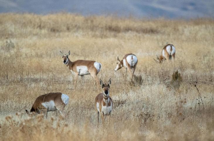 La Giornata Mondiale della Vita Selvatica: quando nasce e qual è il suo scopo