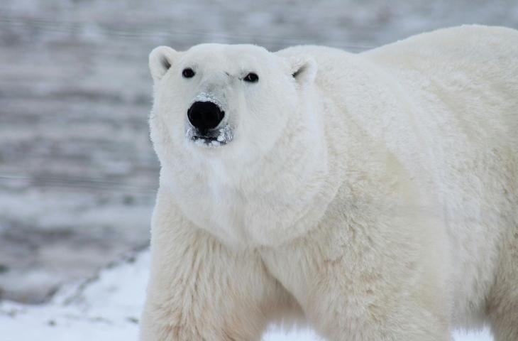 Giornata Mondiale dell’Orso Polare: cos’è e perché è importante