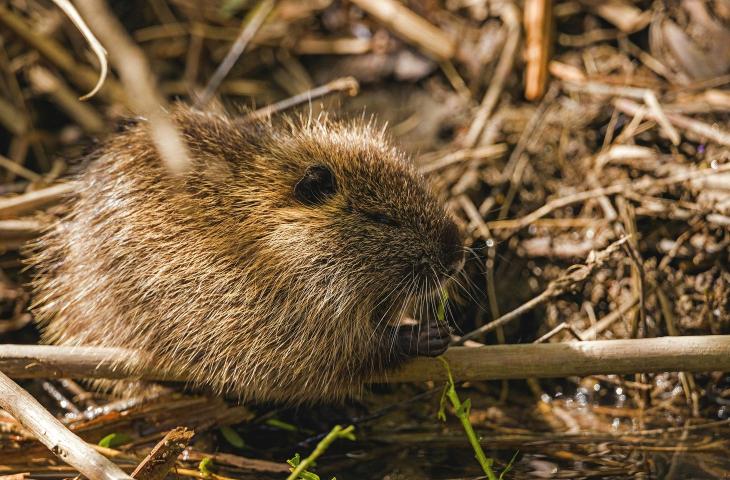 Le dighe naturali, forme spontanee di regolazione idrica ed ecosistemica