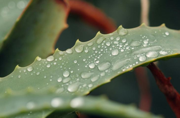 Dall’interno alla superficie: i benefici idratanti dell’aloe