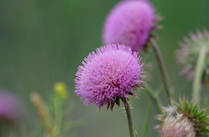NBFC Upskilling: nasce il percorso formativo sulla tutela della biodiversità 