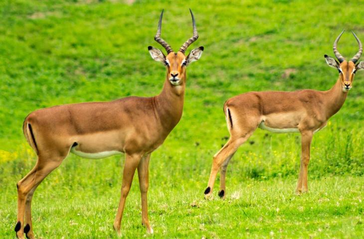 Giornata Mondiale dei Diritti degli Animali, quando la loro voce diventa responsabilità umana