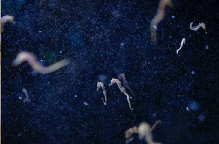 Hotspot Mediterraneo, la prima mostra in Italia che racconta gli effetti del cambiamento climatico sul Mare Nostrum