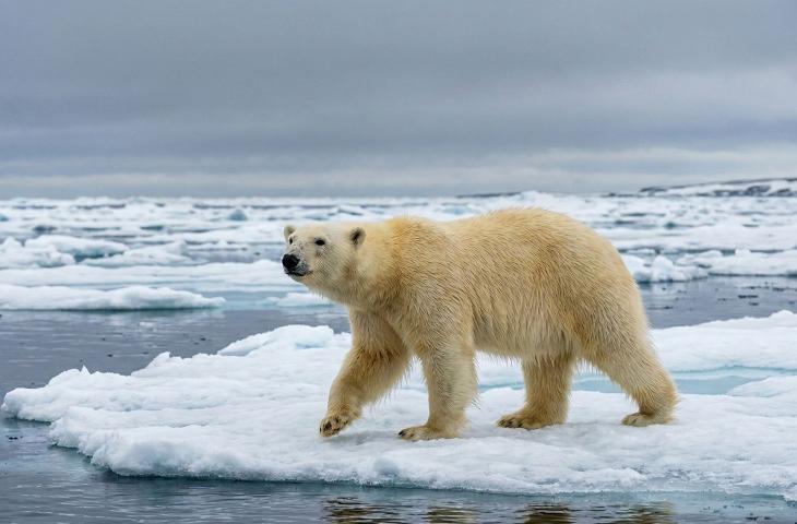 L’orso polare, una specie iconica e simbolo degli impatti della crisi climatica sulla biodiversità