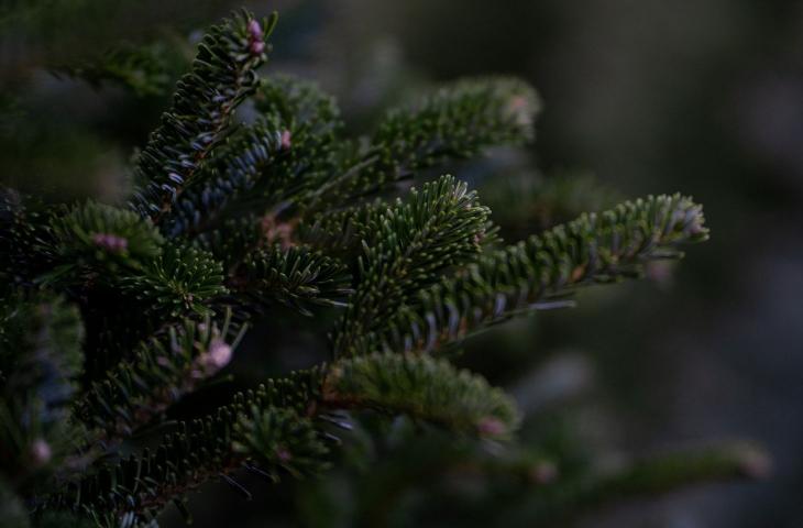 Come realizzare un albero di Natale sostenibile