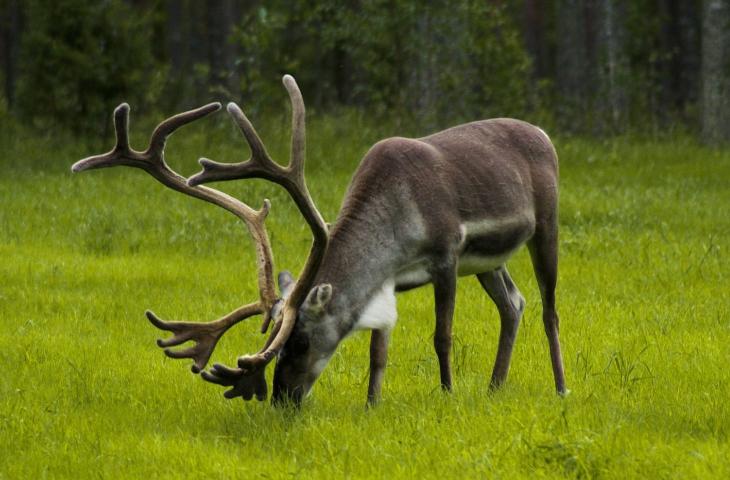 Finlandia, Svezia e Danimarca sul podio della sostenibilità europea