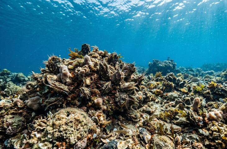 Quando il mare si auto pulisce il lavoro invisibile delle ostriche