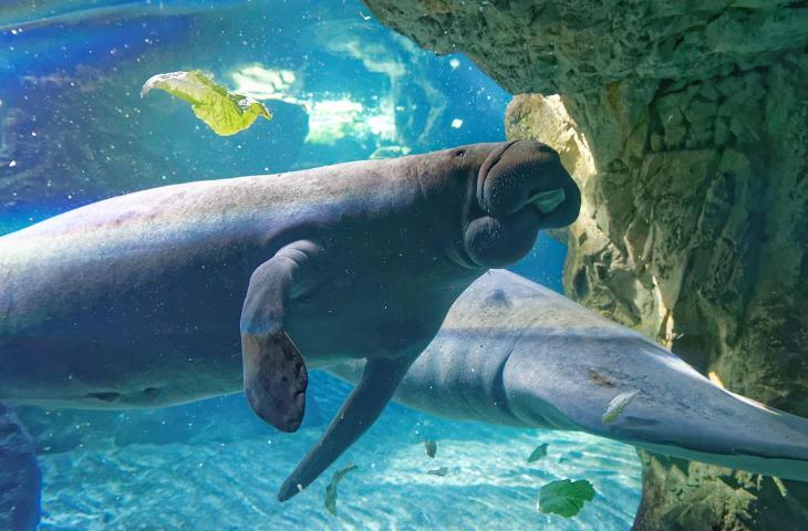 Acquario di Genova, un “tuffo” virtuale tra squali e pesci tropicali - In a Bottle