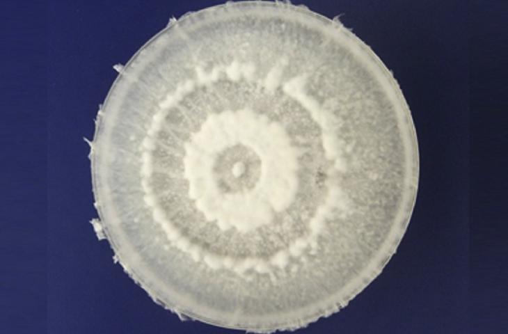 Arriva il fungo che degrada la plastica 