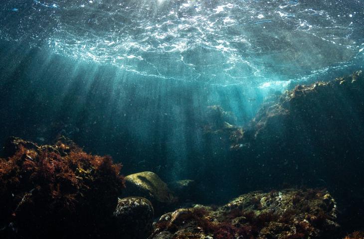 Gli habitat biogenici, veri hot-spot della biodiversità dei nostri mari  