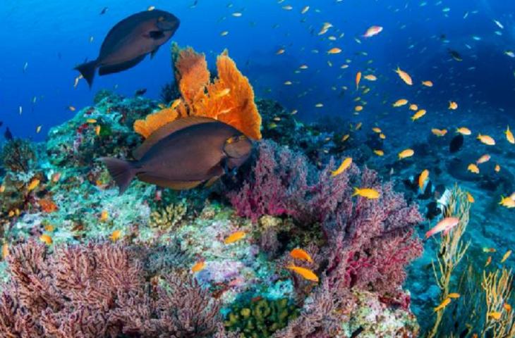 Antozoi, i particolari coralli che resistono all’aumento delle temperature degli oceani