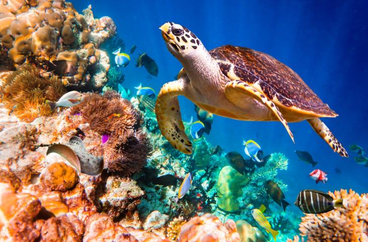 Animali Acquatici Che Vivono Sul Fondo
