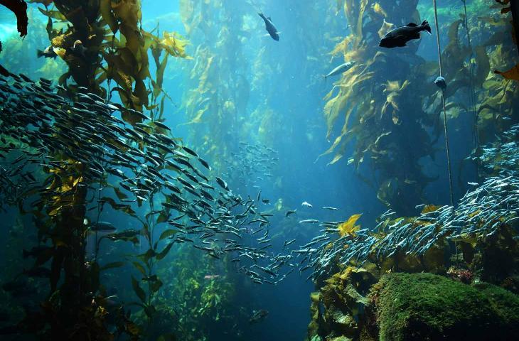 Trovata una foresta sotto il livello del mare risalente al 6000 a.C. - In a Bottle