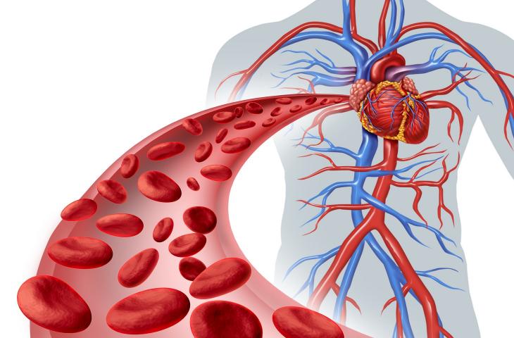 Una corretta idratazione favorisce la circolazione sanguigna