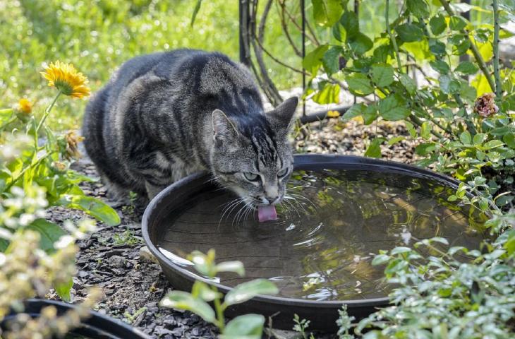 Giornata mondiale degli animali, l’importanza dell’acqua per i pet