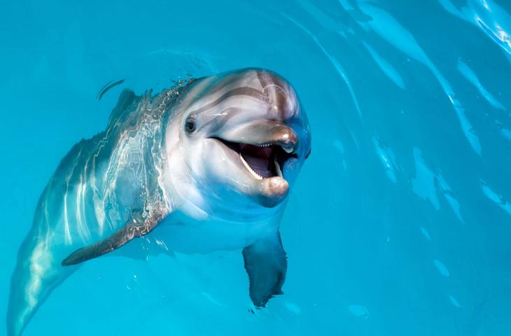 La Toscana ama i delfini: creata un’area per salvaguardare questa specie marina - In a Bottle