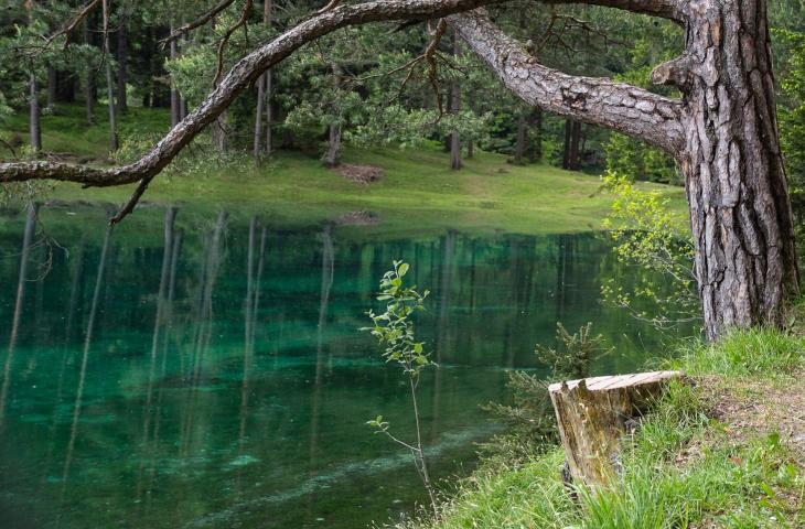 Il Lago verde, storia del bosco sommerso visitabile sott'acqua