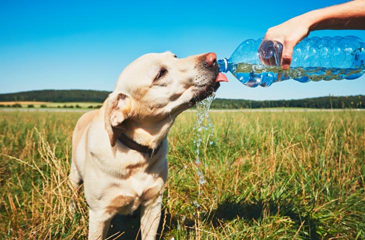 Come e quando idratare i cani in estate - In a Bottle 