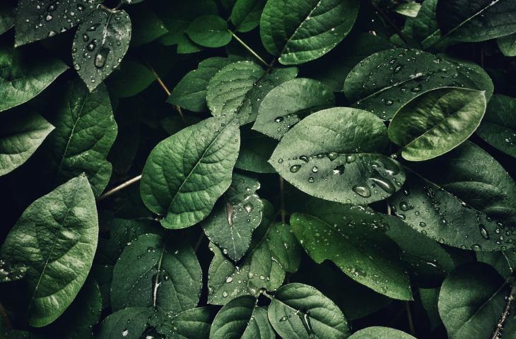 Cosa si intende con il termine flora e perché è importante