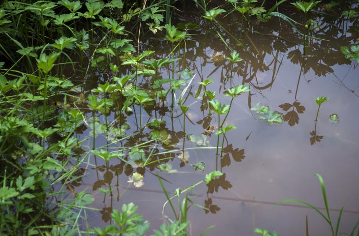 Piante acquatiche e nuovi materiali per l'elettronica flessibile 