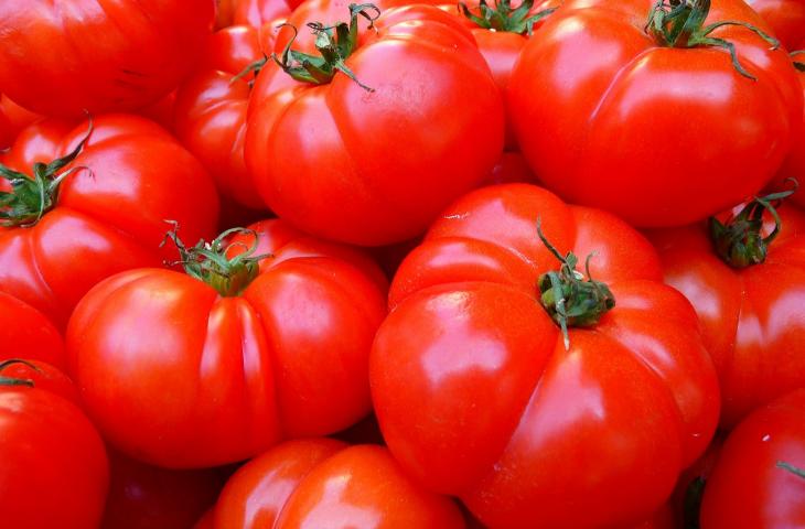 I pomodori crescono con l'acqua di mare in Arabia Saudita