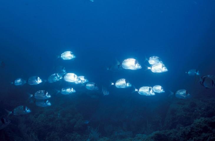 Costiera ligure e Portofino, un’area marina ricca di biodiversità