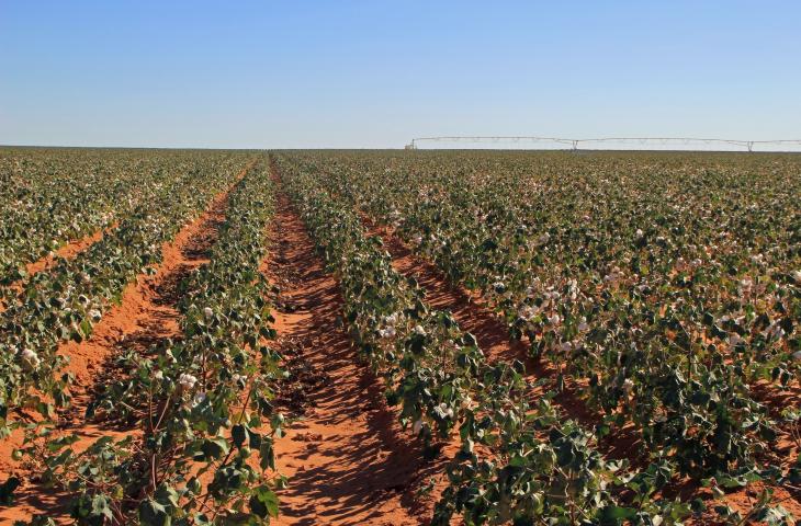 Riduzione Acqua nelle Irrigazioni Tecnologia Cinese – In a Bottle