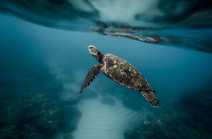 Sea Shepherd: compie 40 anni il movimento al servizio del mare – In a Bottle