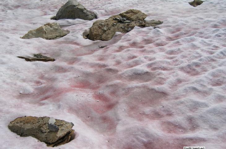 Perché la neve rossa scioglie i ghiacciai dell'Artico alt_tag