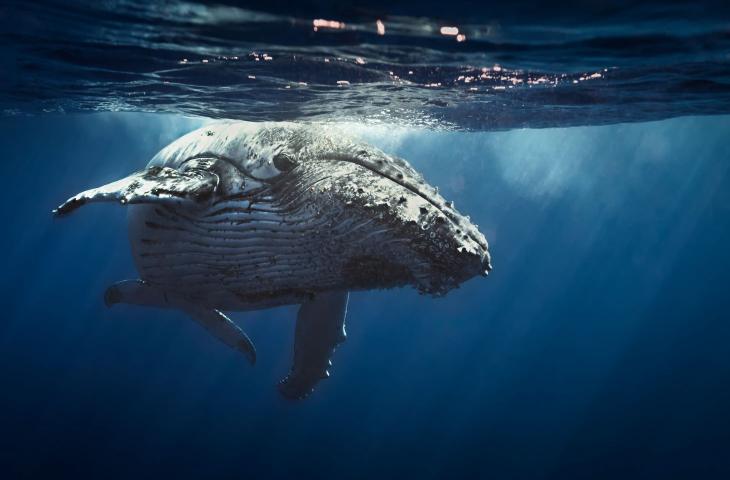 In Norvegia verrà costruito un museo dove poter vedere le balene nuotare libere - In a Bottle