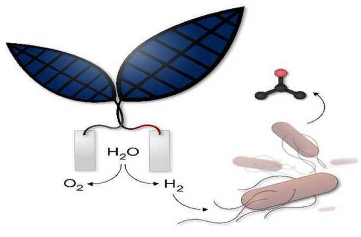 Foglia bionica per creare un combustibile ad acqua
