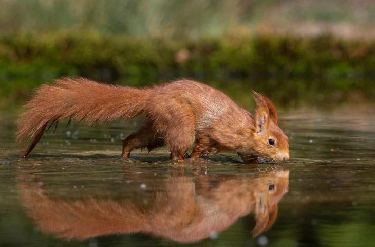 Scoiattolo Vola sull’Acqua in una Foto – In a Bottle