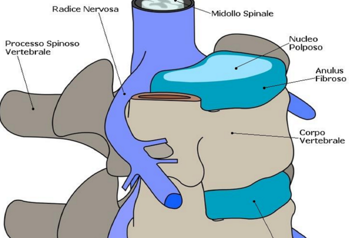 Una corretta idratazione aiuta la spina dorsale alt_tag